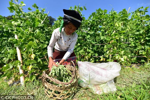 丹寨種植基地助力增收，畜產品貿易鋪就鄉村振興路
